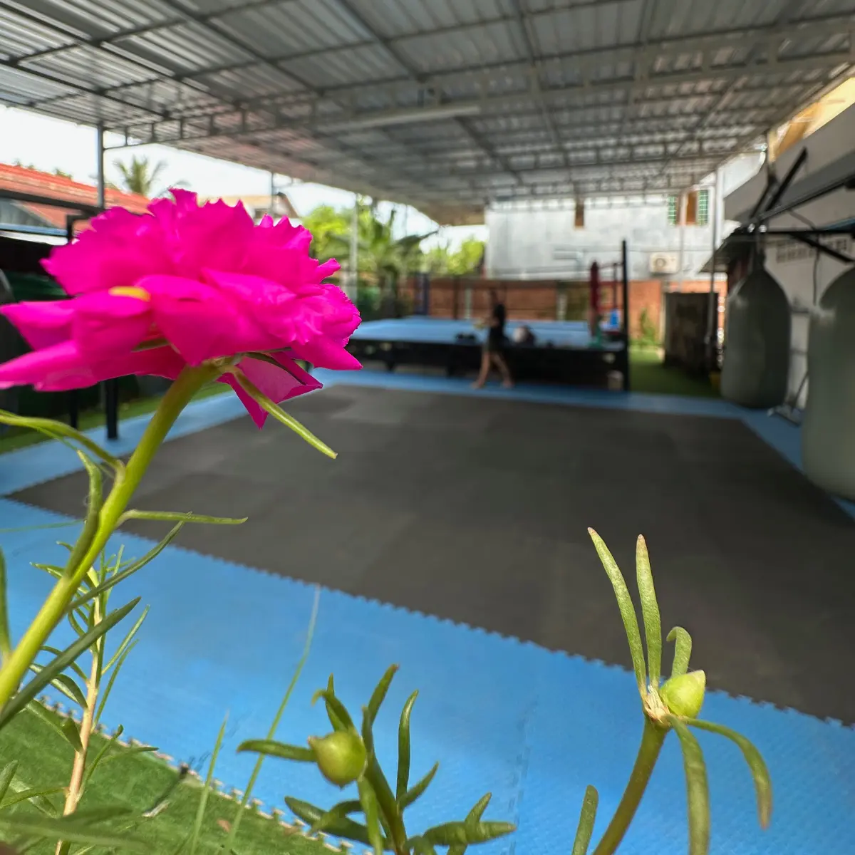 A pink flower in front of the gym's training area.